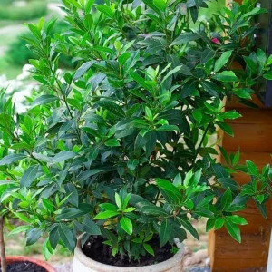 Bay Leaf Tree Live Plant, Sweet Bay Laurel, 8-10 Inches Tall, Indoor/Outdoor - Image 3
