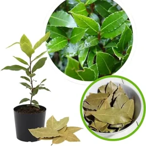 Bay Leaf Tree Plant Laurus Nobilis Live Plant 7-10 Inches Tall in 4 Inch Pot - Image 3