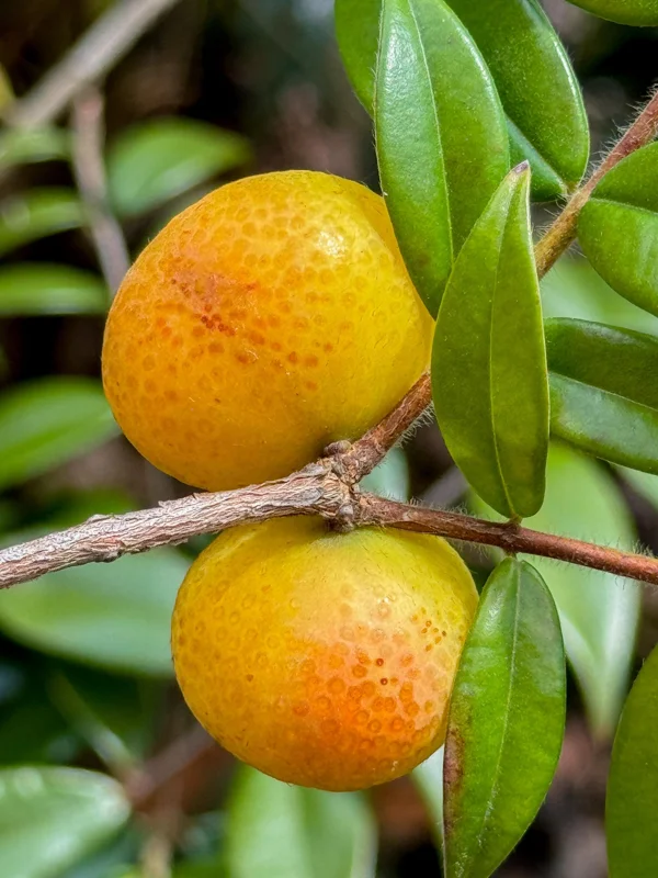 Beach Cambuca Live Plant - Myrciaria Strigipes Fruit Tree Seedling 2-5in Tall - Image 2