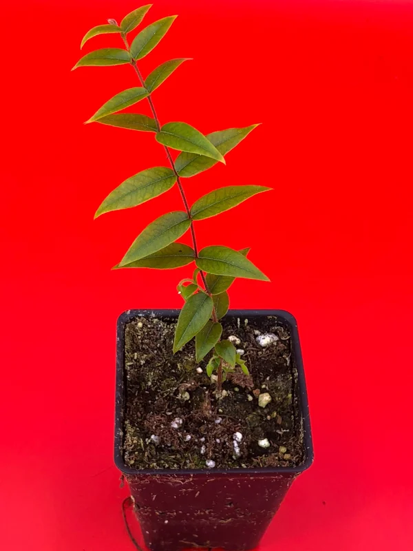Beach Cambuca Live Plant - Myrciaria Strigipes Fruit Tree Seedling 2-5in Tall - Image 3