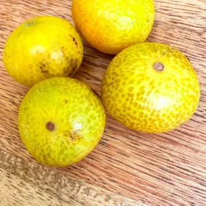 Beach Cambuca Live Plant - Myrciaria Strigipes Fruit Tree Seedling 2-5in Tall - Image 4