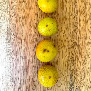 Beach Cambuca Live Plant - Myrciaria Strigipes Fruit Tree Seedling 2-5in Tall - Image 6