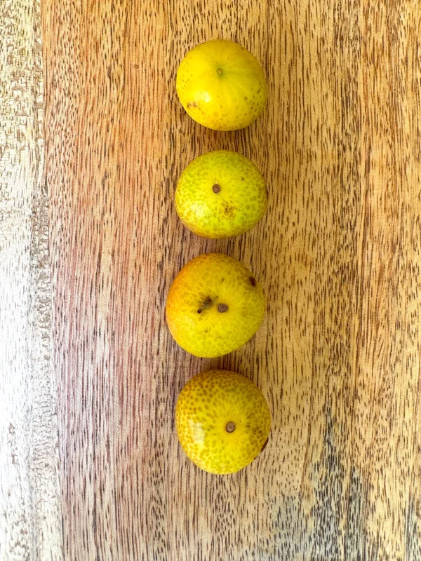 Beach Cambuca Live Plant - Myrciaria Strigipes Fruit Tree Seedling 2-5in Tall - Image 6