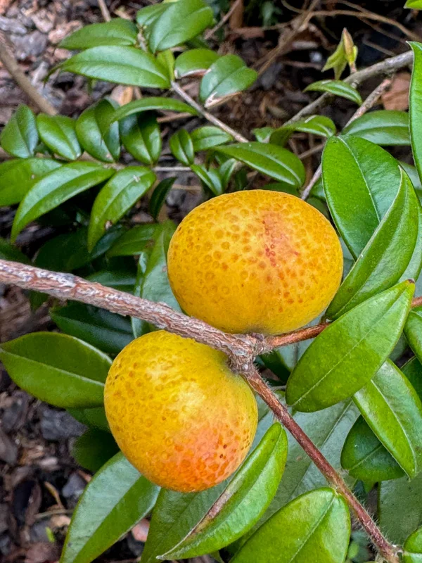 Beach Cambuca Live Plant - Myrciaria Strigipes Fruit Tree Seedling 2-5in Tall - Image 7