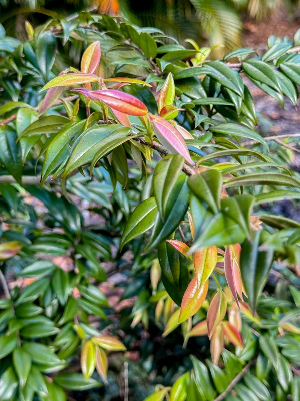 Beach Cambuca Live Plant - Myrciaria Strigipes Fruit Tree Seedling 2-5in Tall - Image 8