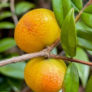 Beach Cambuca Myrciaria Strigipes Live Plant – Brazilian Fruit Tree Seedling, 2-5 inches tall, 2.5 inch pot, Outdoor - Image 2