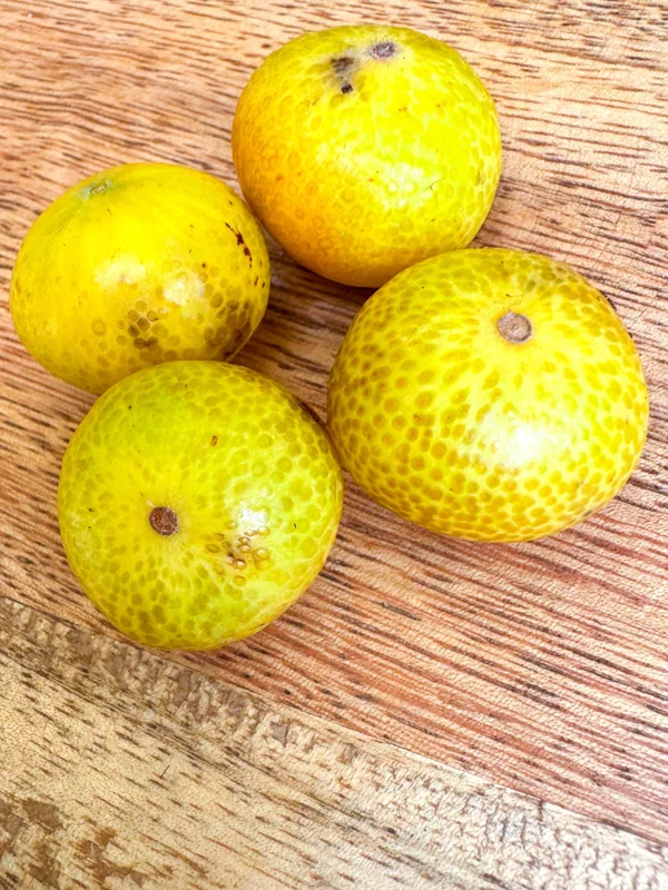 Beach Cambuca Myrciaria Strigipes Live Plant – Brazilian Fruit Tree Seedling, 2-5 inches tall, 2.5 inch pot, Outdoor - Image 4