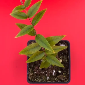 Beach Cambuca Myrciaria Strigipes Live Plant – Brazilian Fruit Tree Seedling, 2-5 inches tall, 2.5 inch pot, Outdoor - Image 5