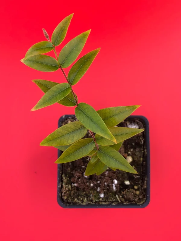 Beach Cambuca Myrciaria Strigipes Live Plant – Brazilian Fruit Tree Seedling, 2-5 inches tall, 2.5 inch pot, Outdoor - Image 5