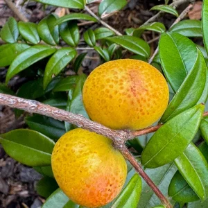 Beach Cambuca Myrciaria Strigipes Live Plant – Brazilian Fruit Tree Seedling, 2-5 inches tall, 2.5 inch pot, Outdoor - Image 7