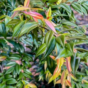 Beach Cambuca Myrciaria Strigipes Live Plant – Brazilian Fruit Tree Seedling, 2-5 inches tall, 2.5 inch pot, Outdoor - Image 8