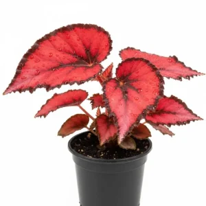 Begonia Live Plant, Silver Foliage, 4-8 Inches, Decorative Houseplant for Indoor & Outdoor - Image 2