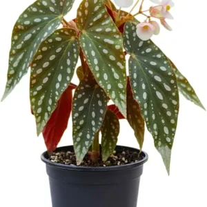 Begonia Live Plant, Silver Foliage, 4-8 Inches, Decorative Houseplant for Indoor & Outdoor - Image 3
