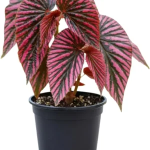 Begonia Live Plant, Silver Foliage, 4-8 Inches, Decorative Houseplant for Indoor & Outdoor - Image 1