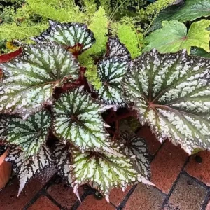 Begonia Maculata Live Plant (Angel Wing) - 5-9” Tall, No Pot, Outdoor/Indoor - Image 4
