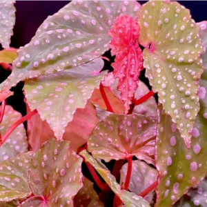 Begonia Maculata Live Plant (Angel Wing) - 5-9” Tall, No Pot, Outdoor/Indoor - Image 5