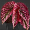 Begonia Maculata Live Plant (Angel Wing) - 5-9” Tall, No Pot, Outdoor/Indoor - Image 1