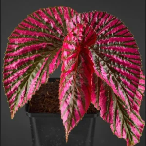 Begonia Maculata Live Plant (Angel Wing) - 5-9” Tall, No Pot, Outdoor/Indoor - Image 1