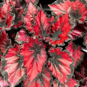 Begonia Maculata Live Plant – Red Black Leaf, Fast-Growing, 5-9” Tall, No Pot - Image 7
