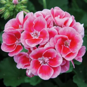 Bicolor Geranium Live Plant Set (2), Fragrant Flowers, 5-8
