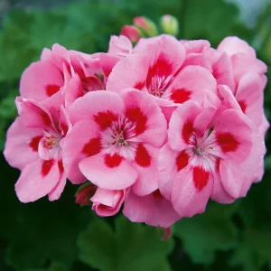 Bicolor Geranium Live Plant Set (2), Fragrant Flowers, 5-8