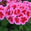 Bicolor Geranium Live Plant Set (2), Fragrant Flowers, 5-8" Tall Starter Plants, Outdoor - Image 1