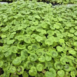 Bicolor Geranium Live Plant Set (2), Fragrant Flowers, 5-8