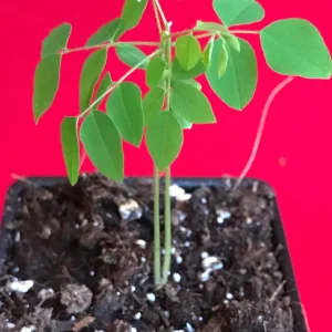 Bilimbi Averrhoa Seedling Live Plant - Cucumber Tree, Sorrel, 3-5 inch Tall Potted - Image 3
