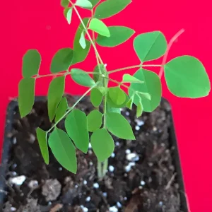 Bilimbi Averrhoa Seedling Live Plant - Cucumber Tree, Sorrel, 3-5 inch Tall Potted - Image 4