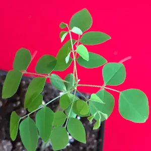 Bilimbi Averrhoa Seedling Live Plant - Cucumber Tree, Sorrel, 3-5 inch Tall Potted - Image 5