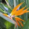 Bird of Paradise Live Plant – Strelitzia Reginae – Tropical Orange Flower – Potted Plant - Image 1
