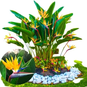 Bird of Paradise Live Plant – Tropical Houseplant, 6-8 inch, Indoor/Outdoor, Orange - Image 2
