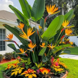 Bird of Paradise Live Plant – Tropical Houseplant, 6-8 inch, Indoor/Outdoor, Orange - Image 3
