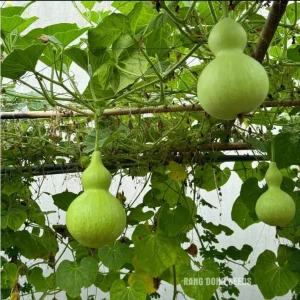 Birdhouse Gourd Seeds - 10 Seeds for Planting - Bottle Gourd - Image 4