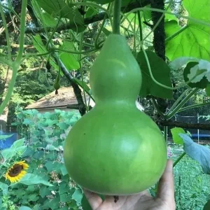 Birdhouse Gourd Seeds - 10 Seeds for Planting - Bottle Gourd - Image 5