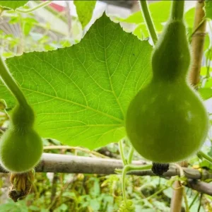 Birdhouse Gourd Seeds - 10 Seeds for Planting - Bottle Gourd - Image 6