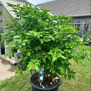 Bird's Eye Chili Seeds for Planting - 30 Seeds, High Yield, Hot Pepper - Image 5