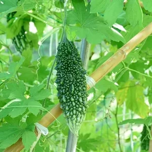 Bitter Melon Live Plants - Set of 2 - 4 to 6 Inch Tall in 4 Inch Pot - Outdoor Vegetable Garden - Image 2