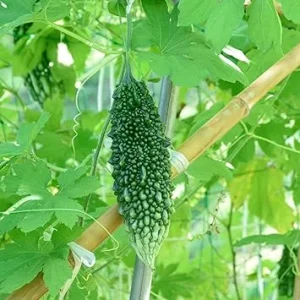 Bitter Melon Live Plants - Set of 2 - 4 to 6 Inch Tall in 4 Inch Pot - Outdoor Vegetable Garden - Image 3