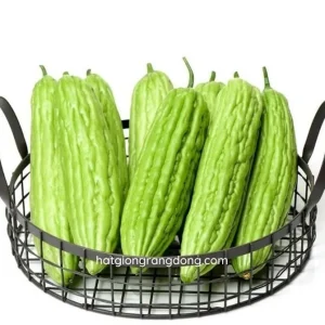 Bitter Melon Seeds for Planting - 10 Seeds, Long Bitter Gourd - Image 1