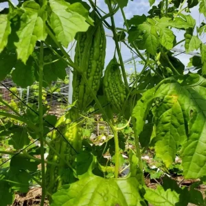 Bitter Melon Seeds for Planting - 10 Seeds, Long Bitter Gourd - Image 5