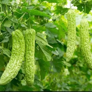 Bitter Melon Seeds for Planting - 10 Seeds, Long Bitter Gourd - Image 7