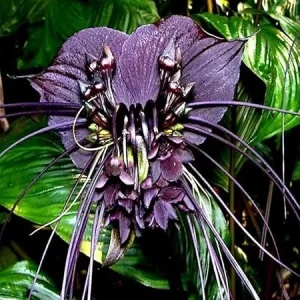 Black Bat Flower Tacca Chantrieri Live Plant – 5-9 Inch Tall – Potted Houseplant - Image 2