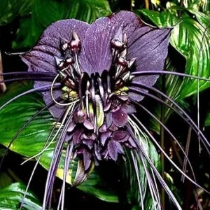 Black Bat Flower Tacca Chantrieri Live Plant – 5-9 Inch Tall – Potted Houseplant - Image 4