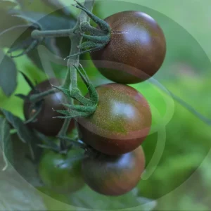 Black Cherry Tomato Seeds - Non-GMO Heirloom - 30+ Seeds for Garden Planting - Image 2