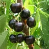 Black Cherry Tree Live Plant – 2 Bare Root Sweet Cherry Trees, 2 Years Old, 3-4 Ft Tall, Outdoor Hardy Fruit Trees - Image 1