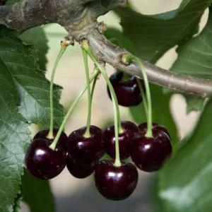 Black Cherry Tree Live Plant - 2-Year-Old Bare Root Sweet Cherry, 3-4 Ft Tall, Outdoor Hardy Fruit Tree - Image 6