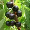Black Cherry Tree Live Plant - 2-Year-Old Bare Root Sweet Cherry, 3-4 Ft Tall, Outdoor Hardy Fruit Tree - Image 1