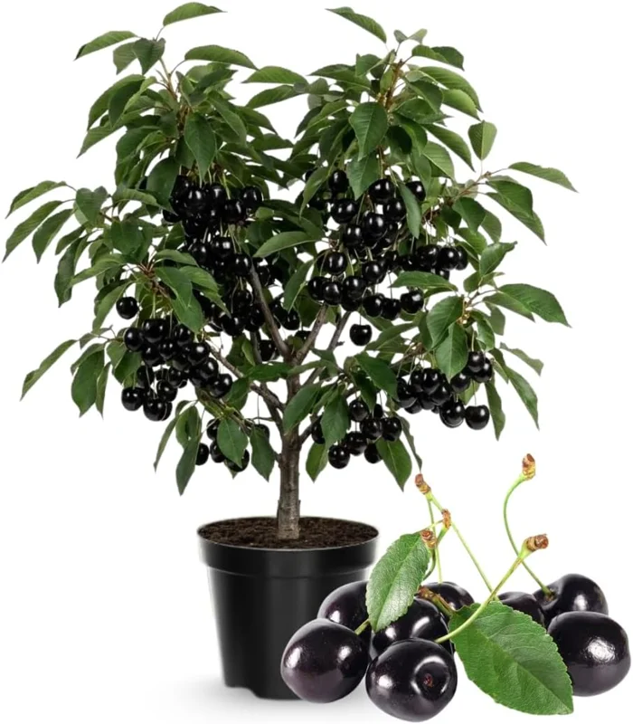 Black Cherry Tree Seedlings - 2 Bare Root Live Plants, 3-4 Ft Tall, Sweet Fruit, Hardy Outdoor - Image 2