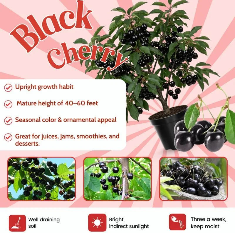 Black Cherry Tree Seedlings - 2 Bare Root Live Plants, 3-4 Ft Tall, Sweet Fruit, Hardy Outdoor - Image 4